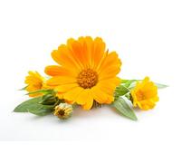 Calendula Oil. Calendula Officinalis. 100ml