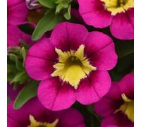 Calibrachoa Bumble Bee Hot Pink 3 x 9cm Pots - Vibrant Summer Flowers