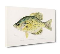Calico Bass by Sherman F. Denton Canvas Print for Living Room Bedroom Home Office Décor, Wall Art Picture Ready to Hang, 30 x 20 Inch (76 x 50 cm)