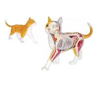 Calico Cat Internal Organs Anatomy Model 4D Orange Tabby Cat Skeleton & Anatomy Model Kit - Quality Collectible with Fully Detachable Organs and Body Parts, 28 Parts for Animal Teaching