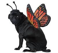 California Costumes COLLECTIONS Pet MONARCH BUTTERFLY Dog Costumes, Black/Orange, M Neck 14-16 Girth 20-24 Back 16 US
