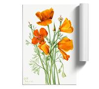 California Poppy By Mary Vaux Walcott Art Print | Unframed Poster, A2