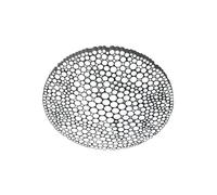 CALIPSO Wall/ Ceiling Light 2700K White APP