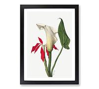 Calla Lily by Mary Vaux Walcott Framed Print | A2 Black Framed Wall Art | Ready to Hang | Modern Floral Picture | Living Room Bedroom Lounge Office