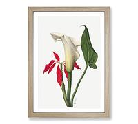Calla Lily by Mary Vaux Walcott Framed Print | A2 Oak Framed Wall Art | Ready to Hang | Modern Floral Picture | Living Room Bedroom Lounge Office