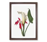 Calla Lily by Mary Vaux Walcott Framed Print | A2 Walnut Framed Wall Art | Ready to Hang | Modern Floral Picture | Living Room Bedroom Lounge Office