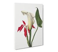 Calla Lily Flowers By Mary Vaux Walcott Vintage Canvas Wall Art Print Ready to Hang, Framed Picture for Living Room Bedroom Home Office Décor, 20x14 Inch (50x35 cm)