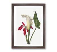 Calla Lily Flowers By Mary Vaux Walcott Vintage Framed Print | A3 Walnut Framed Wall Art | Ready to Hang | Classic Floral Picture | Living Room Bedroom Lounge Office