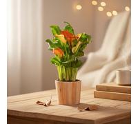 Calla Lily Plant Orange in Rustic Ceramic Pot | Houseplant | Pot Included | Luxe Leaf Plants UK