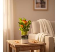 Calla Lily Plant Orange - Indoor Houseplant with Ocean Ceramic Pot Included - Luxe Leaf Plants