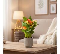 Calla Lily Plant Orange - Indoor Houseplant with Olive Ceramic Pot Included | Luxe Leaf Plants UK
