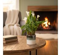 Calla Lily Plant White - Elegant Houseplant with Ocean Ceramic Pot Included - Indoor Flower Décor by Luxe Leaf Plants