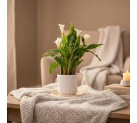 Calla Lily Plant - White Houseplant with White Ceramic Pot | Indoor Potted Plant by Luxe Leaf Plants