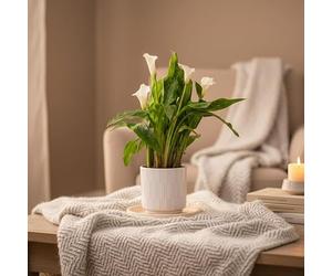 Calla Lily Plant - White Houseplant with White Ceramic Pot | Indoor Potted Plant by Luxe Leaf Plants