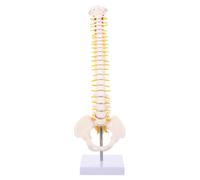 CALLARON 45cm Human Spine Model with Pelvic Bone and Intervertebral Discs, Pvc Vertebral Column Anatomy Model for Medical Training and Doctor Practice, Cervical Thoracic Lumbar Tailbone