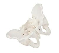 CALLARON Female Pelvis Model Natural Large Pelvic Joint Anatomy with Tailbone Model for Medical Training, Teaching, and Hospital Use