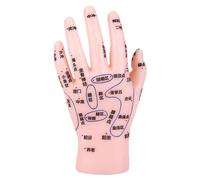 CALLARON Hand Reflexology Simulation Model Realistic Display for Tcm Education and Massage Training User Friendly Learning Hand Model for Clinics and Wellness Centers