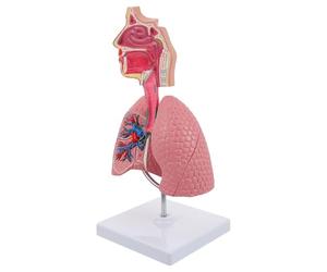 CALLARON Human Respiratory Lung Model Teaching Tool with Vivid Anatomy for Medical Education and Science Class Demonstration
