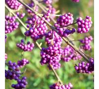 Callicarpa Bodinieri Profusion - 1 Plant - Live Outdoor Shrub In 9cm Pot