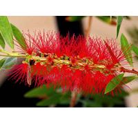 Callistemon Captain Cook Bottlebrush 3 Plug Plants
