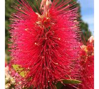 Callistemon 'Inferno' Bottlebrush Evergreen Flowering Garden Shrub | 9cm Pot