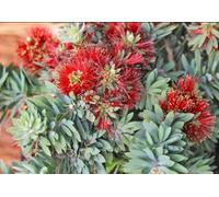 Callistemon Little John Bottlebrush 3 Plug Plants