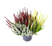Calluna Heather Tricolour in 12cm Pot - Unusual Three Plants Grown As One - Three Colours in One Plant in 25-35 cm in Height