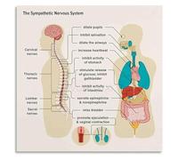 Calm and Regulated Nervous System Chart Educational Guide to Stress Management Canvas Wall Art for Meditation Space(Unframed,16x24inch(40x60cm))