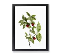 Calycanthus Venus Flowers By Pierre Joseph Redoute Vintage Framed Print | A4 Black Framed Wall Art | Ready to Hang | Classic Floral Picture | Living Room Bedroom Lounge Office
