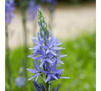 Camassia Leichtlinii Caerulea 3 Bulbs - Hardy Garden Flower Bulbs For Outdoor Planting - Thompson & Morgan