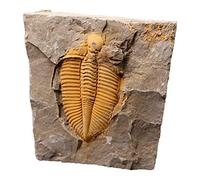 Cambrian Authentic Arthropod Real Trilobite Fossil Rocks from Hunan of China 450 Million Years Ago for Collections and Education