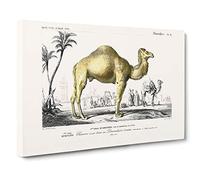 Camel Illustration by Charles d' Orbigny Canvas Print | Gallery Wrapped 30mm Frame Wall Art | 30x20 inches | Ready to Hang | Modern Animal Picture | Living Room Bedroom Lounge Office