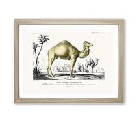 Camel Illustration By Charles D' Orbigny Vintage Framed Print | A3 Oak Framed Wall Art | Ready to Hang | Classic Animal Picture | Living Room Bedroom Lounge Office