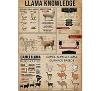 Camel Llama Infographic Metal Tin Signs Llama Knowledge Posters Llama Encyclopedia Plaques Home Room Office Wall Art Decor 8x12 Inches