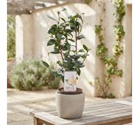 Camellia Japonica 'brushfield's Yellow' - 15Cm Pot
