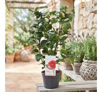 Camellia Japonica 'dr King' - 15Cm Pot