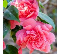Camellia Japonica 'Triumphans' Evergreen Shrub Pink Garden Plant | 9Cm Pot