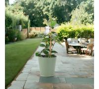 Camellia Japonica White Evergreen Shrub In 12Cm Pot Garden Plant