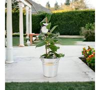 Camellia Japonica White Evergreen Shrub In 12Cm Pot Garden Plant