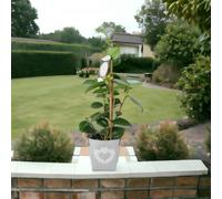 Camellia Japonica White - Evergreen Shrub in 12cm Pot - Metal Heart Zinc