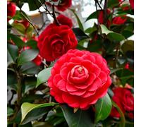 Camellia 'Ruby Wedding' 4L Plant. Ruby red double flowers. Evergreen shrub. Ideal hedge plant. Available from Bedwen Plants