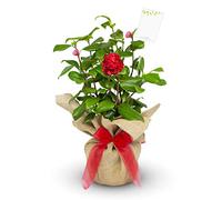 Camellia Ruby Wedding Gift Wrapped With Gift Card In a 3L Pot - 40th Ruby Anniversary Plant - Celebration Milestone Gifting