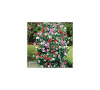 CAMELLIA TRICOLOUR 3 PLANTS 3 COLOURS MIXED DISPLAY GARDEN FLOWER PLANT IN POT