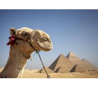Camels Before the Pyramids 2,000-Piece Adult Jigsaw Puzzles | Challenging puzzle for adults and family entertainment