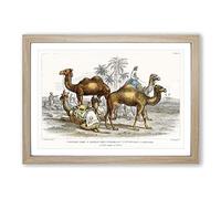 Camels by Oliver Goldsmith Framed Print | A2 Oak Framed Wall Art | Ready to Hang | Modern Animal Picture | Living Room Bedroom Lounge Office
