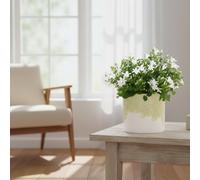 Camp Addenda Ambella E Ceramic Bloom Pot Size 12 Cm Height 25 Bellflower Campanula Indoor Houseplant