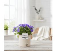 Camp Iso Napoli Ceramic Clay Lavender Pot Size 14 Cm Height 22.5 Common Name Not Clearly Determinable From The Label Context Neede