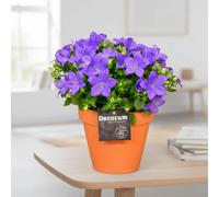 Camp Iso Napoli Terracotta Pot Size 13 Cm Height 22.5 Common Name Not Clearly Determinable From The Label Context Needed