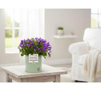 Camp Mixed Zink Louise Pot Size 14 Cm Height 22.5 Common Name Not Clearly Determinable From The Label Context Needed
