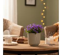 Campanula Plant - Fresh Blooming Bellflowers - Luxe Leaf Plants Uk